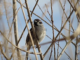 鳥,性質(zhì),生活的本質(zhì)