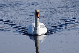 水域,天鵝,鳥(niǎo)