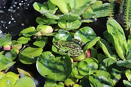 青蛙,池塘,水