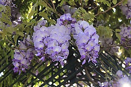 花,植物區(qū)系,自然