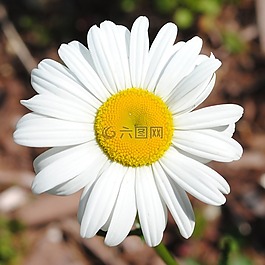雛菊,花,春