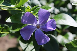 長春,開花,紫
