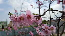 春天,ovocny樹,鮮花