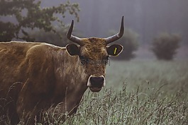農(nóng)業(yè),動(dòng)物,牛