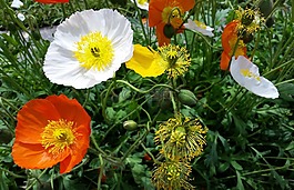 冰島的罌粟花,花園,植物