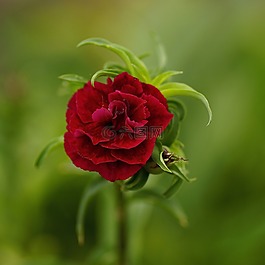 花,性质,灌木