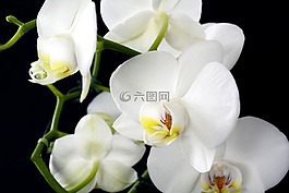 蘭花,花,廠