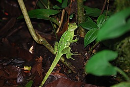 蜥蜴,雨林,綠色