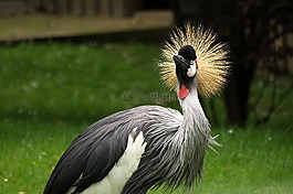 鳥,動(dòng)物世界,動(dòng)物