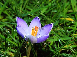 花,開(kāi)花,藏紅花