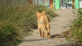 動物,弗利納,貓