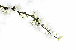 樹,白,鮮花