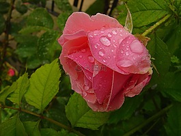 鮮花,玫瑰,粉紅玫瑰