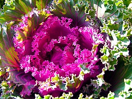蔬菜,廠,葉子
