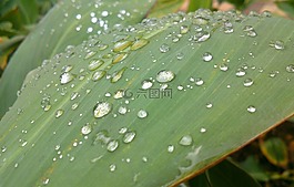 葉,雨,雨點(diǎn)