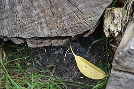 蜘蛛,web,蛛網(wǎng)