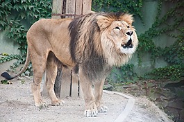 獅子,動物,動物園