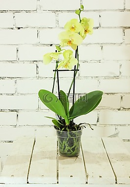 黃色,花卉,蘭花