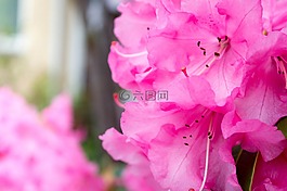 粉紅色,鮮花,春