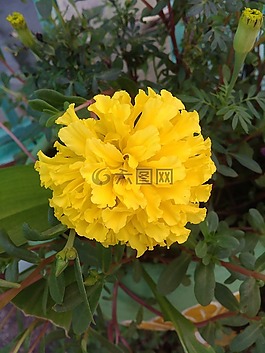 萬(wàn)壽菊,觀賞,花