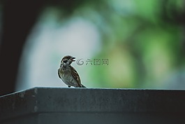 動物,動物攝影,鳥