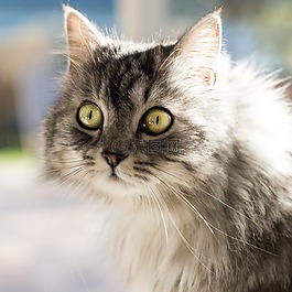 貓,可愛,動物