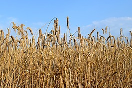 谷物,穗,夏季