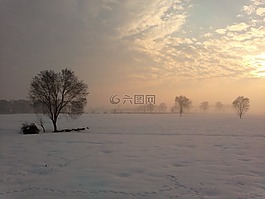 樹(shù),冬天,單