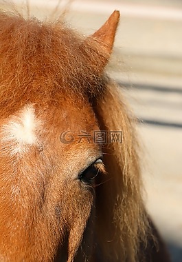動物,小馬,頭發(fā)鬃毛