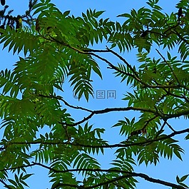 葉子,性質(zhì),葉
