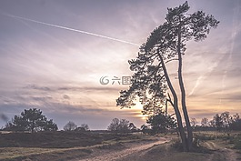 樹,自然,景觀