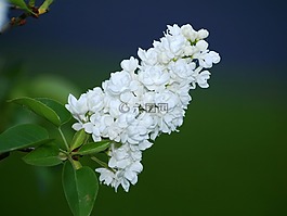 紫丁香花,白,紫丁香