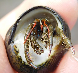 paguroidea,蟹,隱士