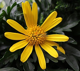 瑪格麗特,leucanthemum,復合材料