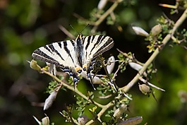 蝴蝶,heraclides thoas 燕尾,昆虫