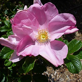 鮮花,植物區(qū)系,性質(zhì)