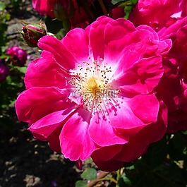 鮮花,性質(zhì),花園