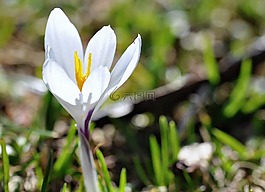 藏紅花,花,野花