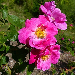 鮮花,花園,春天