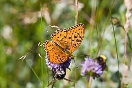 蝴蝶,高的棕色贝母,argynnis adippe