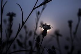 戶外,自然,日落