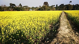 自然,森林,夏天