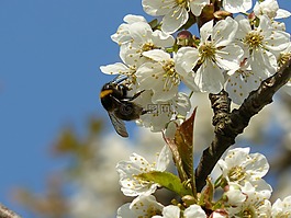 春天,花,白