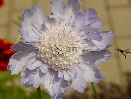 花,昆蟲(chóng),開(kāi)花
