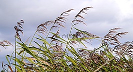 蘆葦,里德,水邊