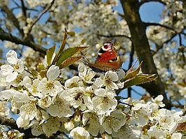 春天,花,白