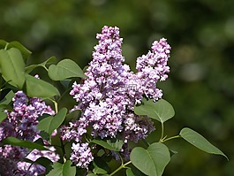 紫丁香花,紫,紫丁香