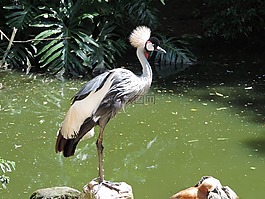 鳥類,鳥,性質(zhì)