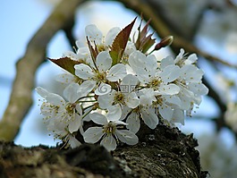 春天,花,白