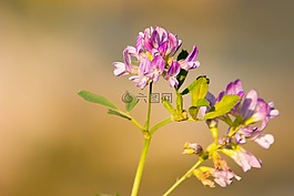 开花,紫,粉红色